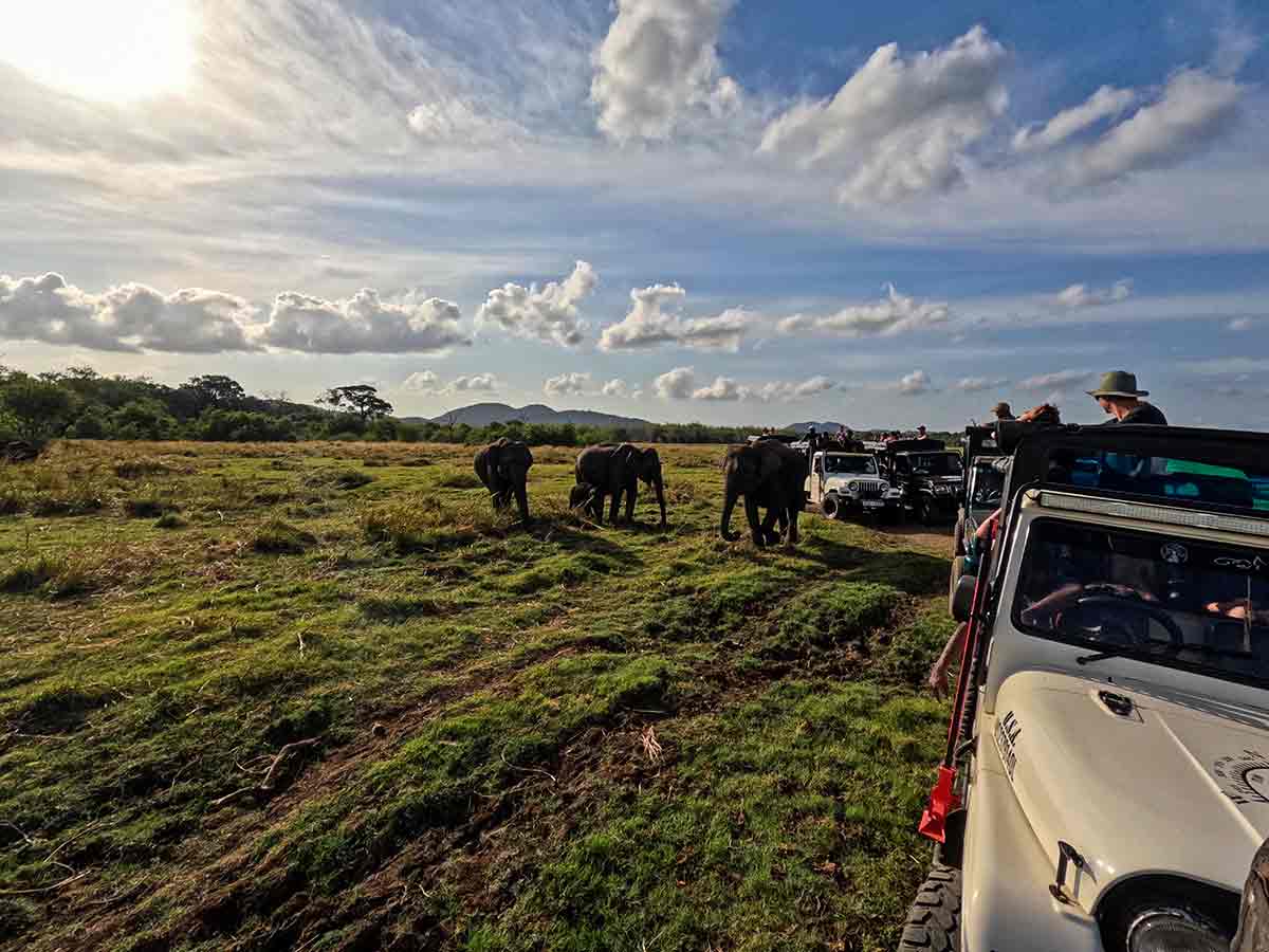 Minneriya national park