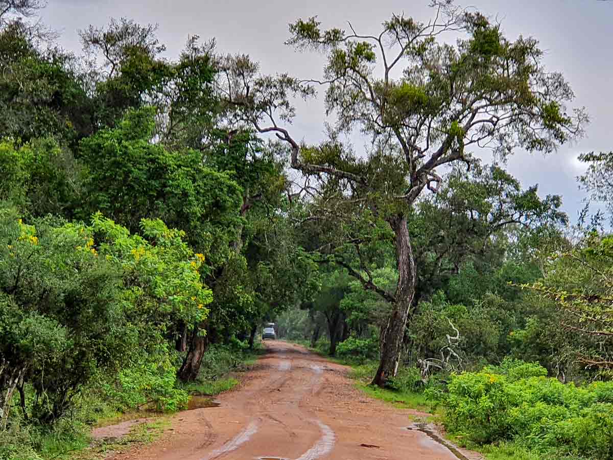 Wilpattu national park