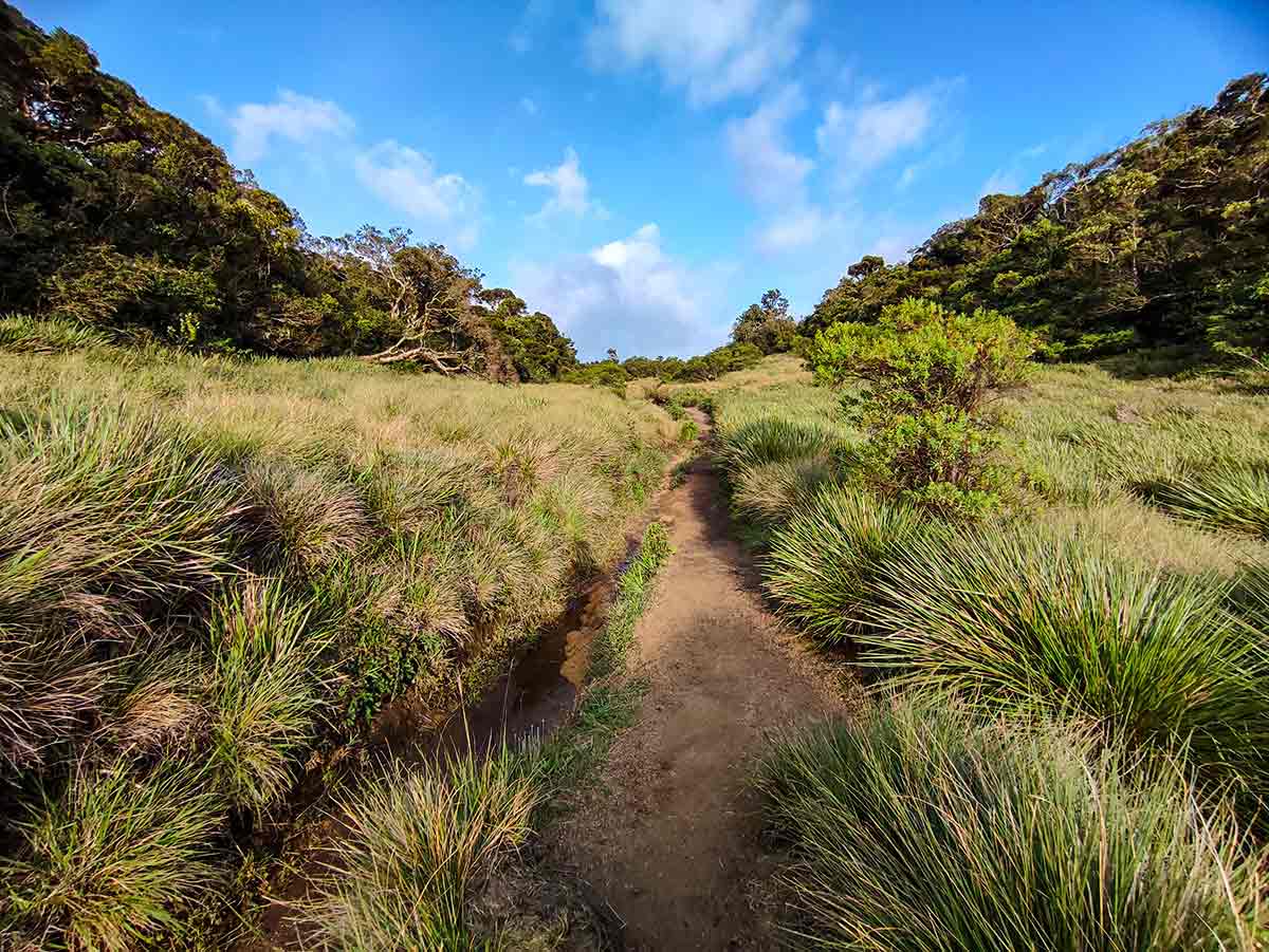 Horton Plains Trail showing montane cloud forest and patana grassland